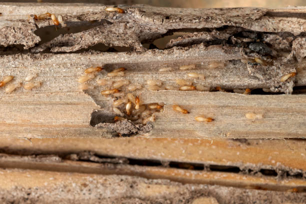 Best Pest Control Near Me in Lake Hamilton, FL